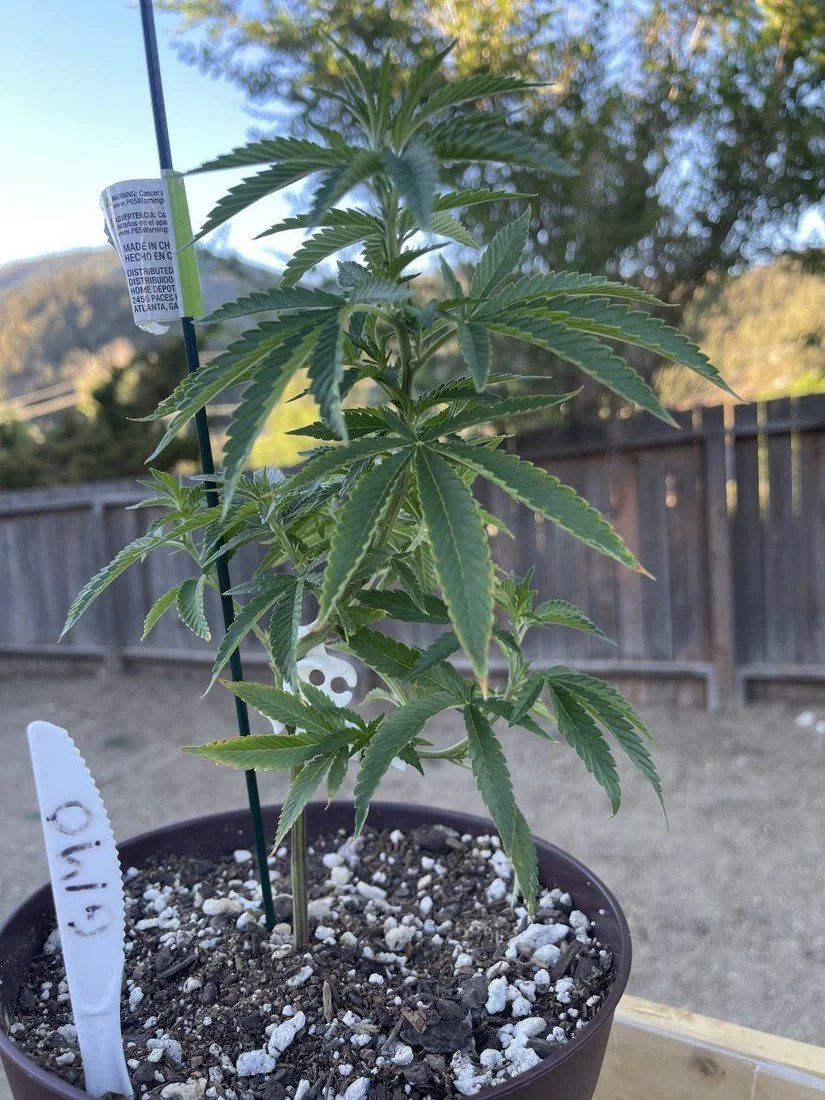 First outdoor grow couple questions 2