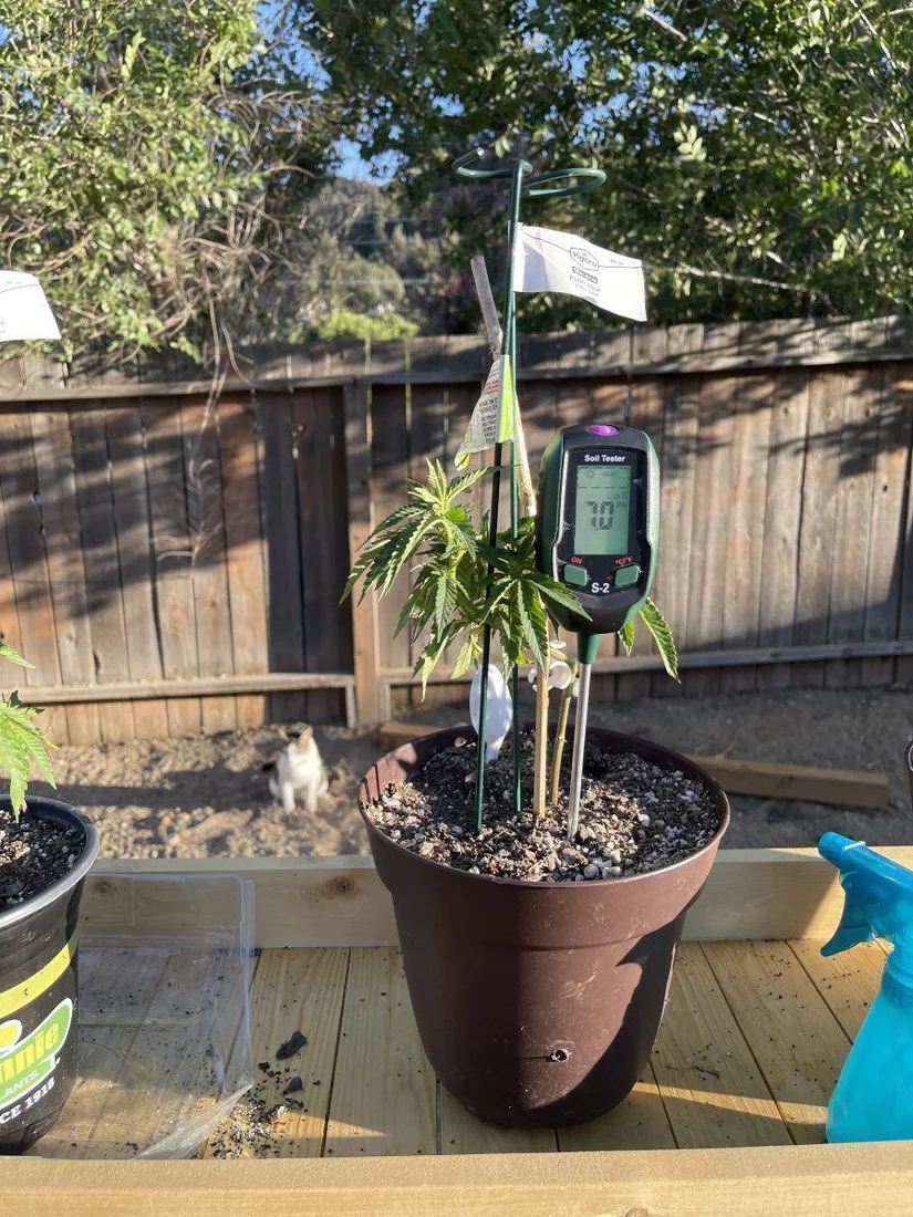 First outdoor grow couple questions 4