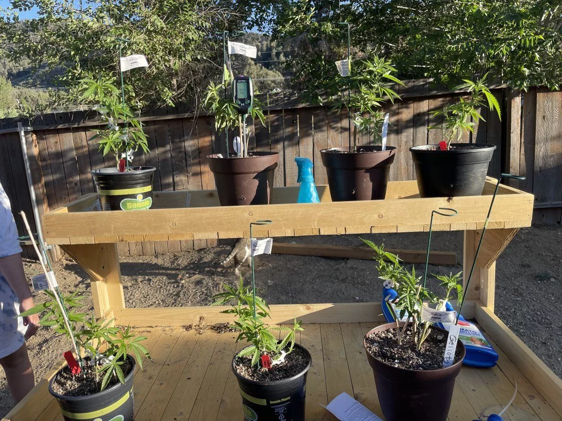 First outdoor grow couple questions 5