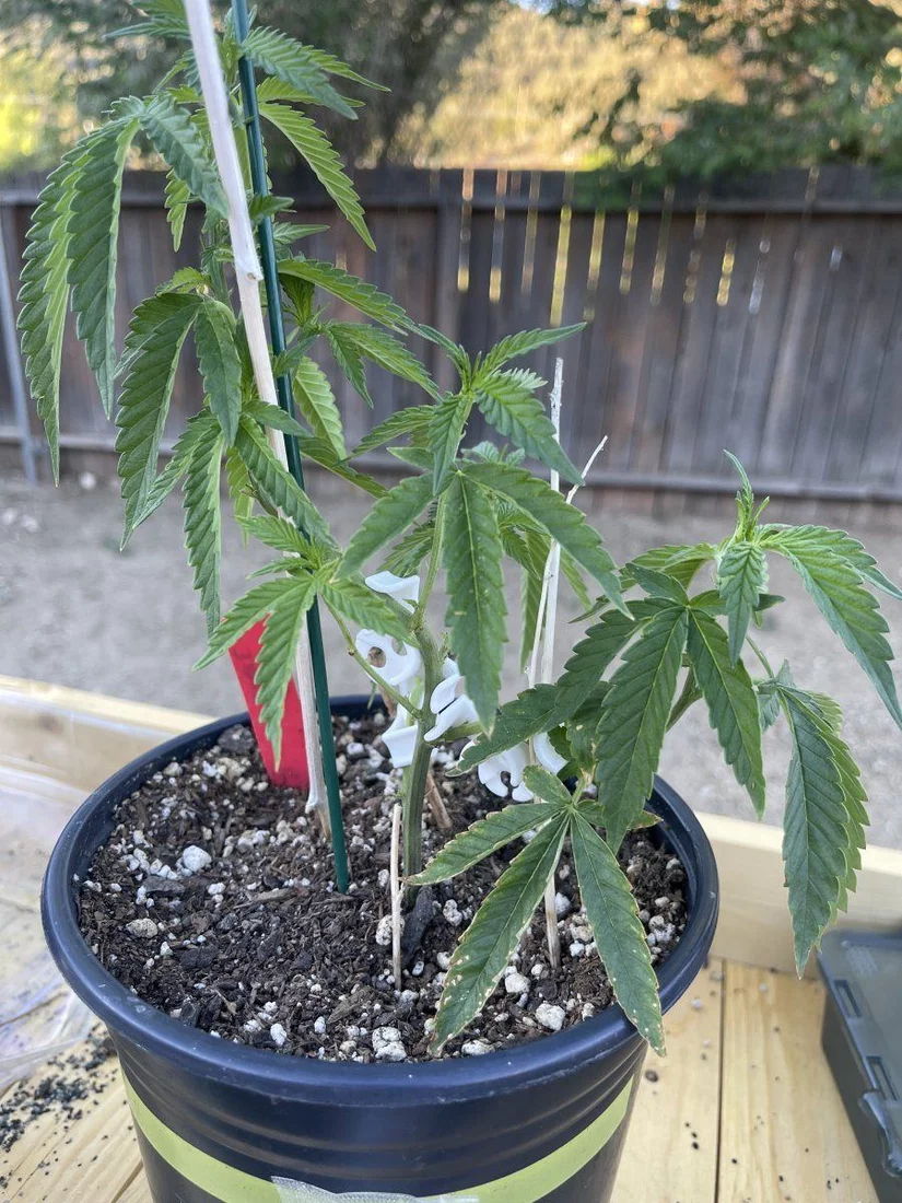 First outdoor grow couple questions