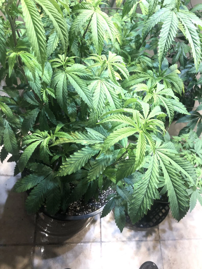 First time coco userroyal gold tupur ph and plants problemsquestions 6