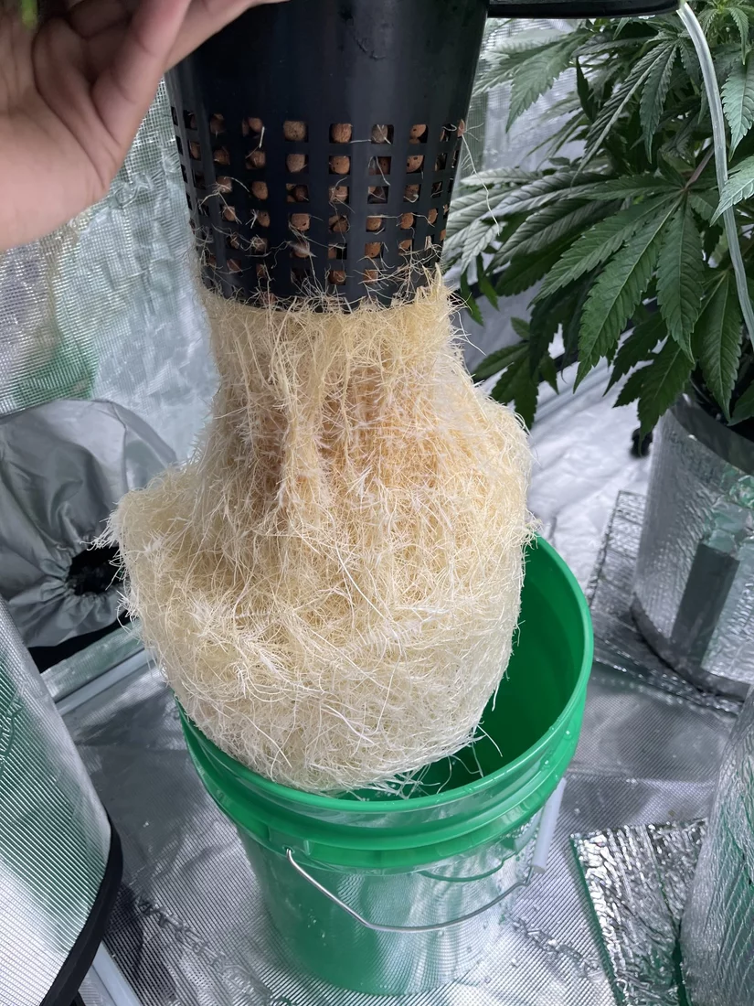 First time dwc grower trying to correct ph problems 5