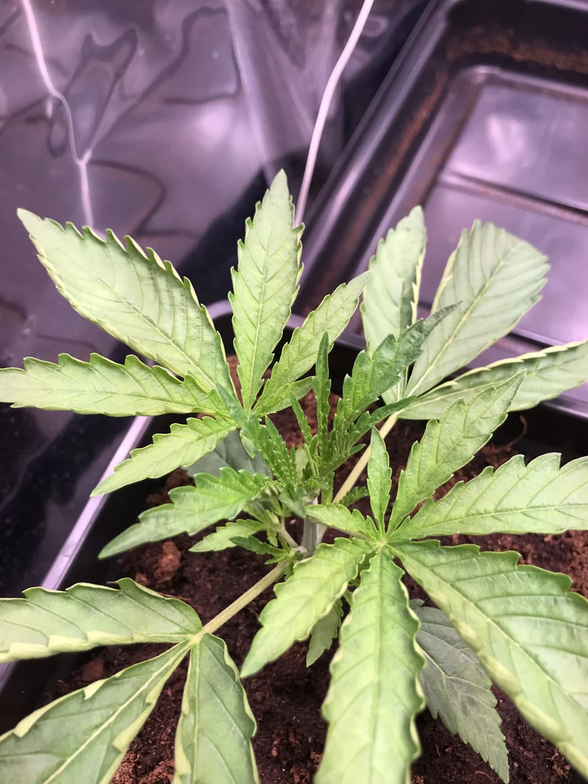 First time ebb  flow   leaf curling and root issues 2