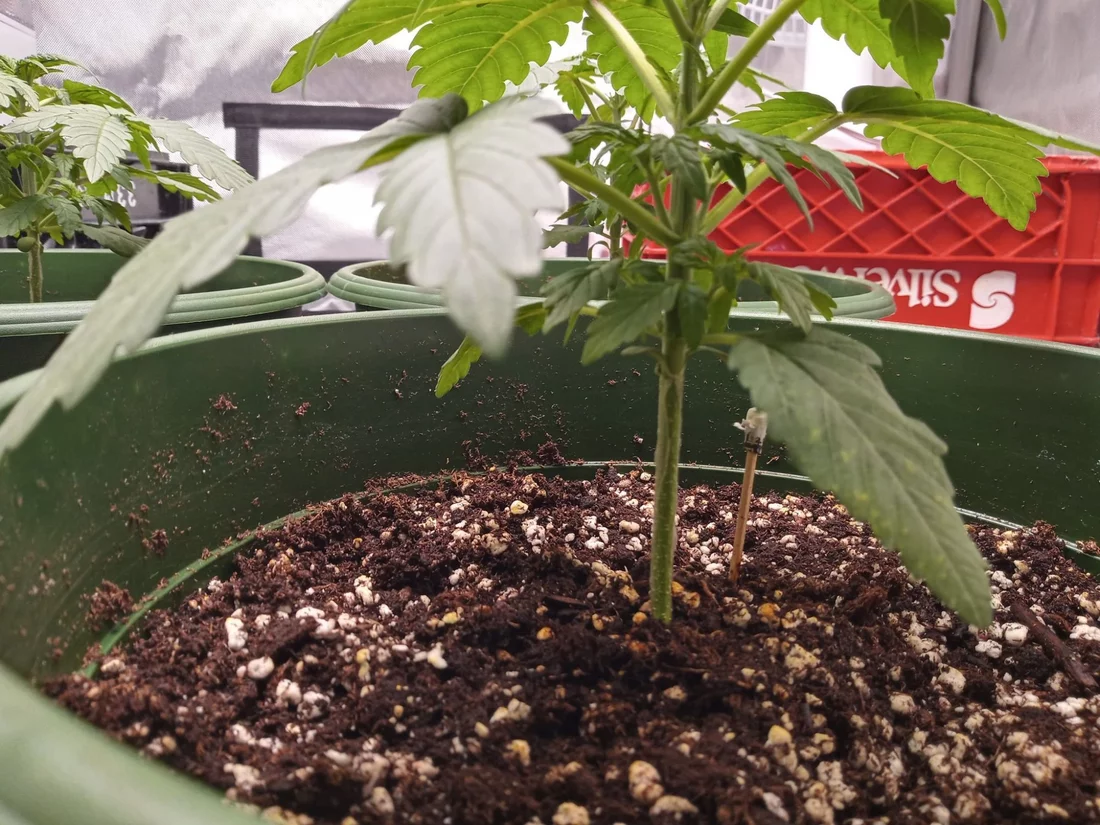 First time first crop questions 3