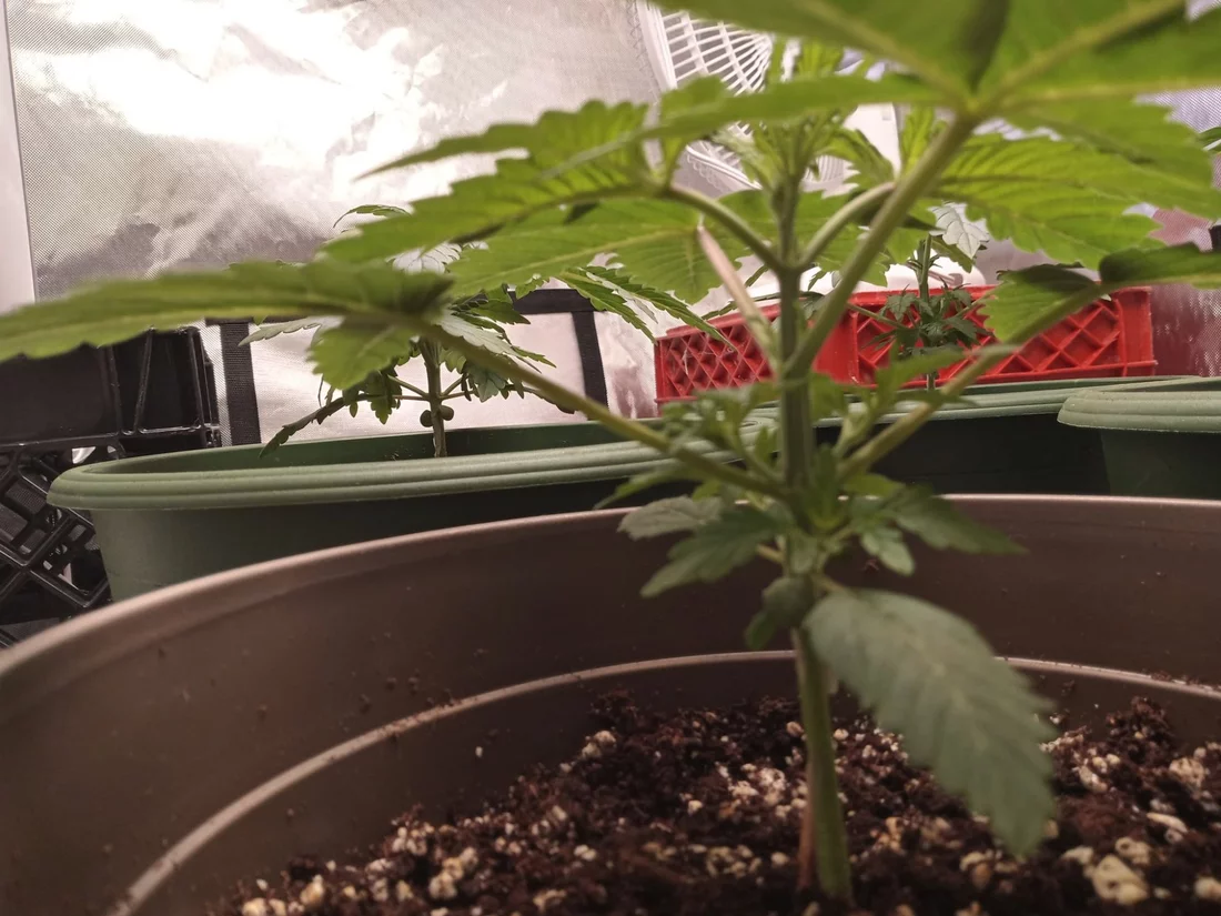 First time first crop questions 4