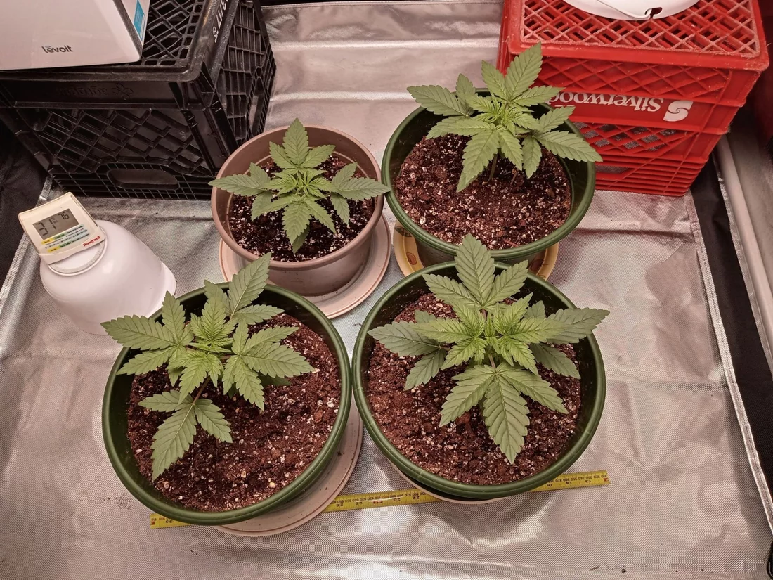 First time first crop questions 8