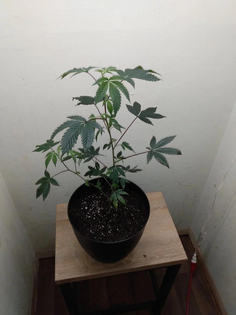 First time grow any comments or feedback 2