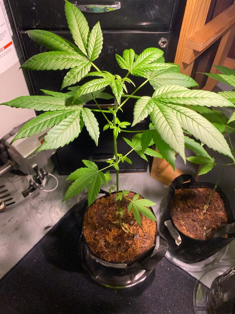 First time grow any tips 2