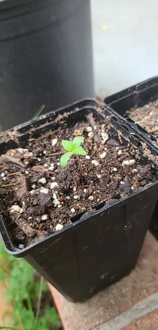 First time grow diary outdoor 2