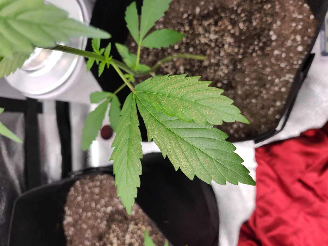 First time grow need help please 2