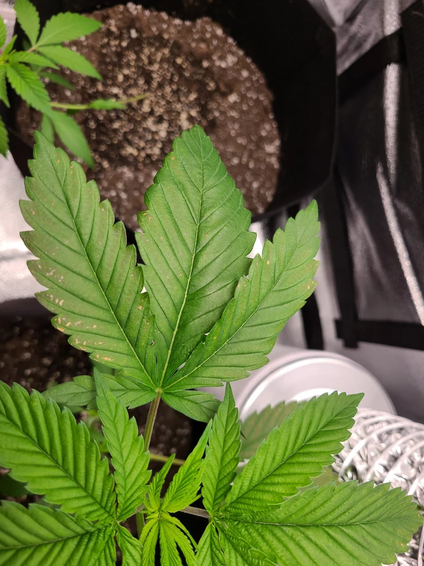 First time grow need help please 5