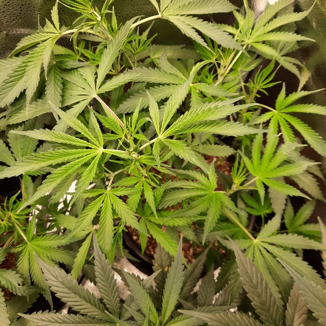 First time grow slight yellowing tips on new growth weird browning of some bottom leaves dry 