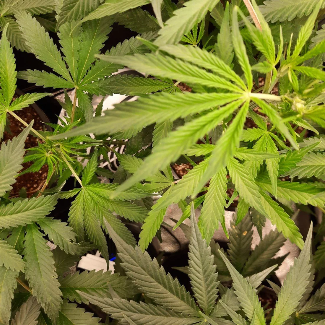 First time grow slight yellowing tips on new growth weird browning of some bottom leaves dry 
