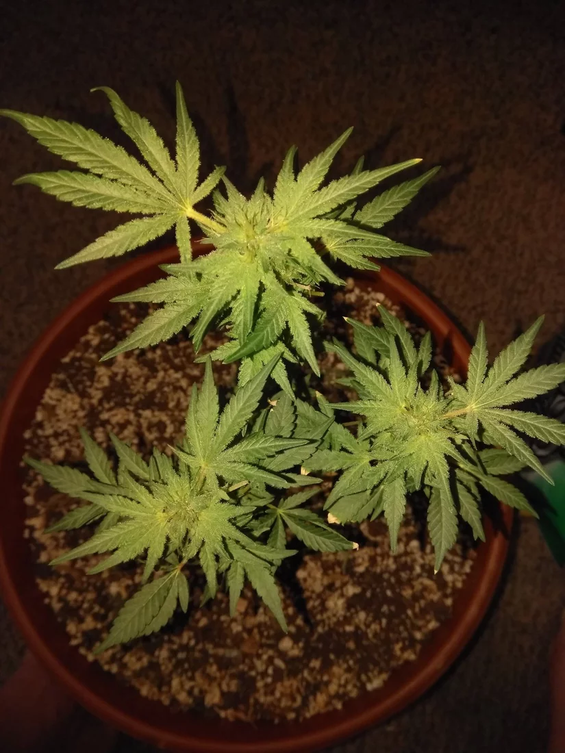 First time grow strange history included unknown strains 2 month harvest perpetual garden setu