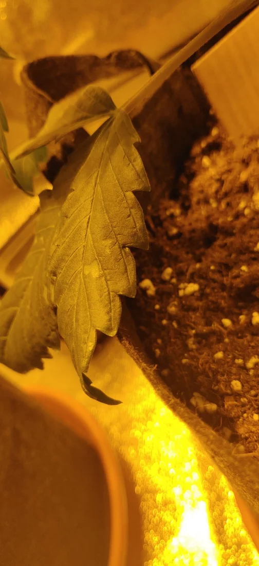 First time grower 4