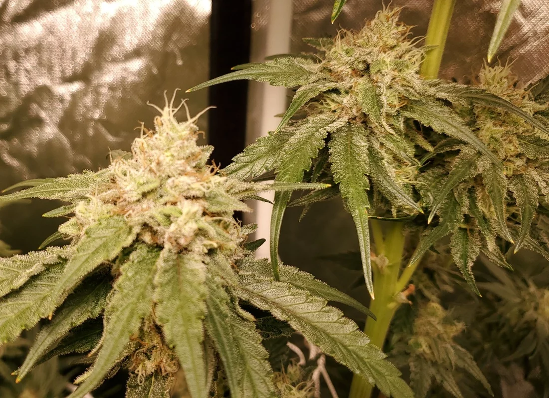 First time grower   510 plant   harvest day 6