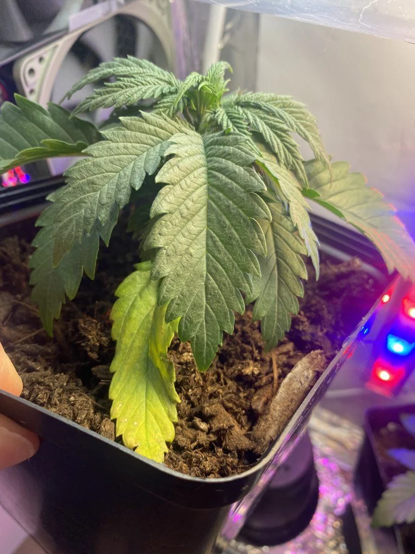 First time grower   drooping and yellow leaves 2