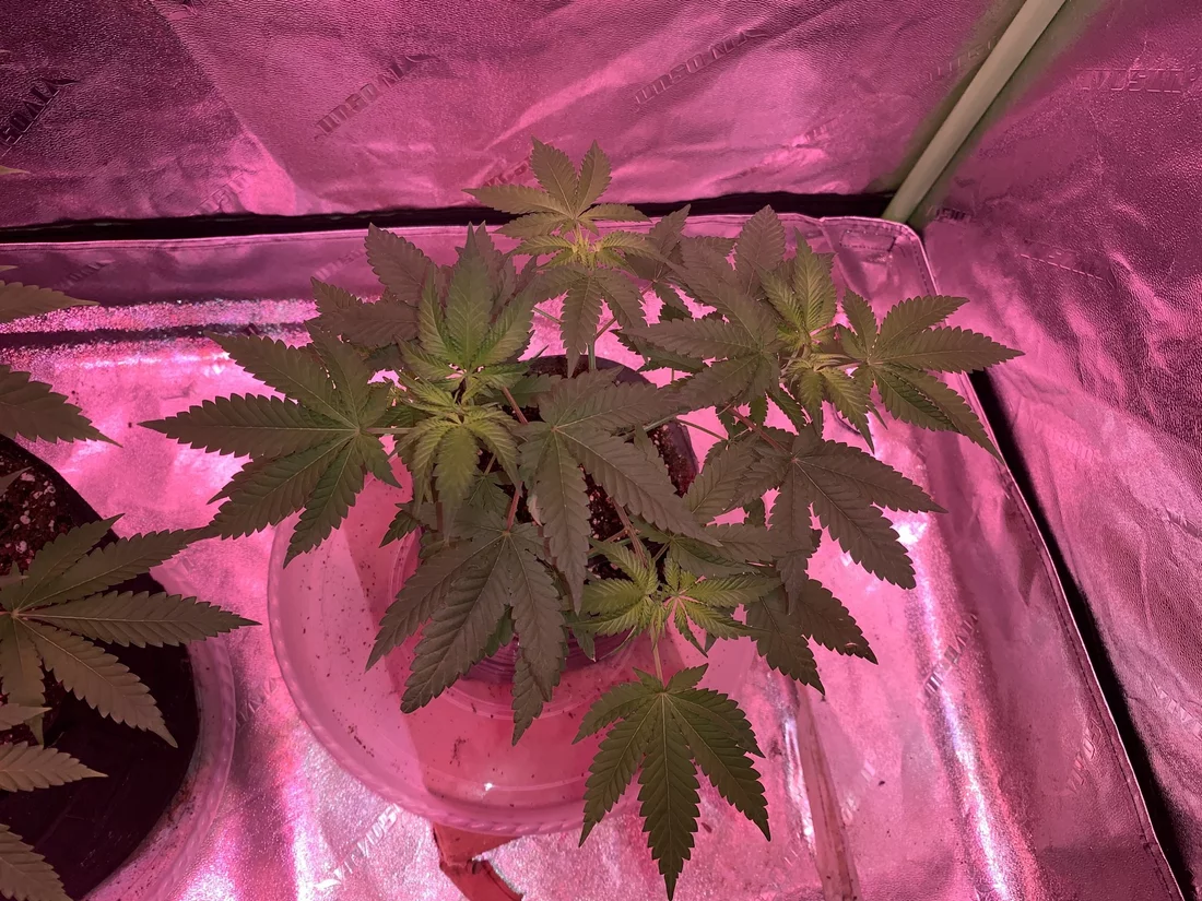 First time grower finally flipping my plants into flower and starting the 1212 cycle 3