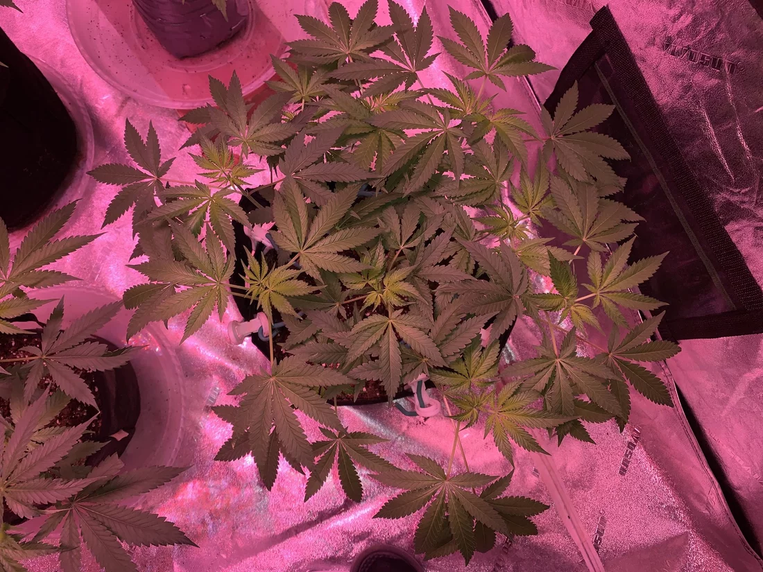 First time grower finally flipping my plants into flower and starting the 1212 cycle 4