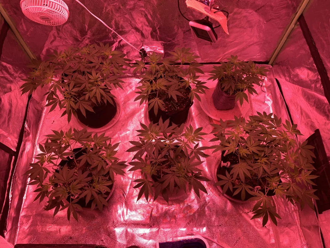 First time grower finally flipping my plants into flower and starting the 1212 cycle