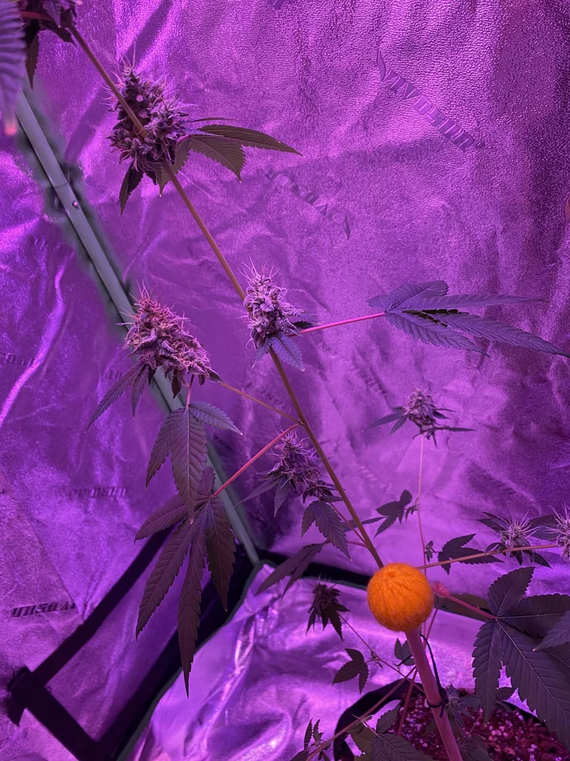 First time grower harvest help 4