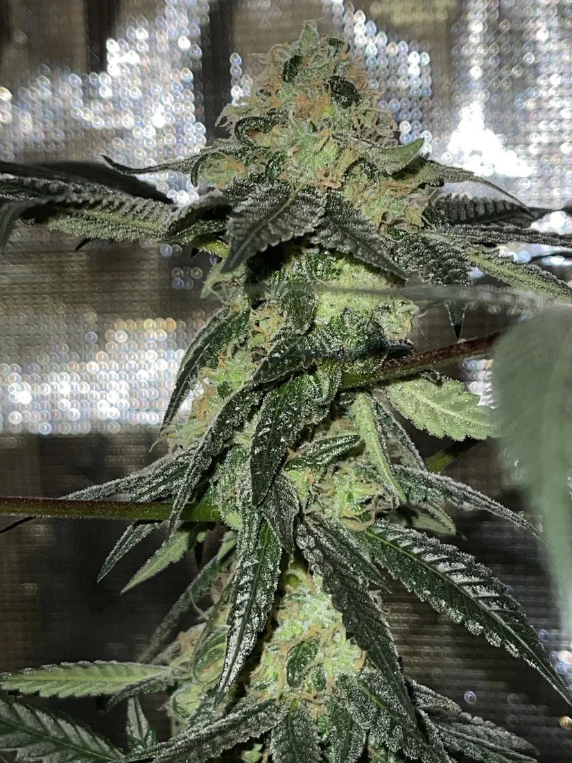 First time grower looking for advice 3