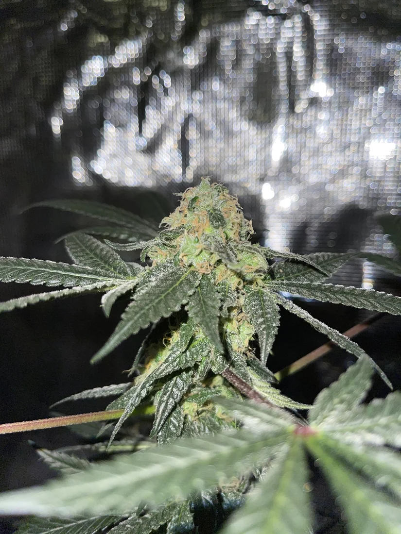 First time grower looking for advice 9