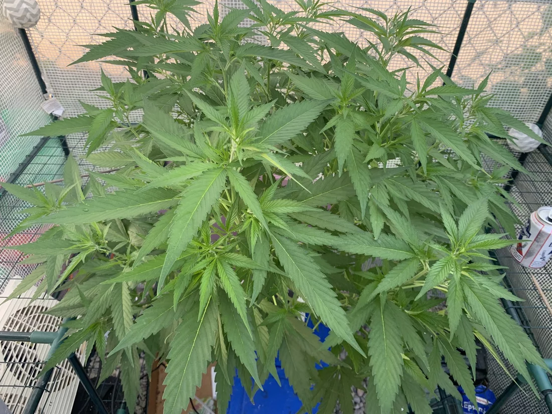 First time grower looking for some advice