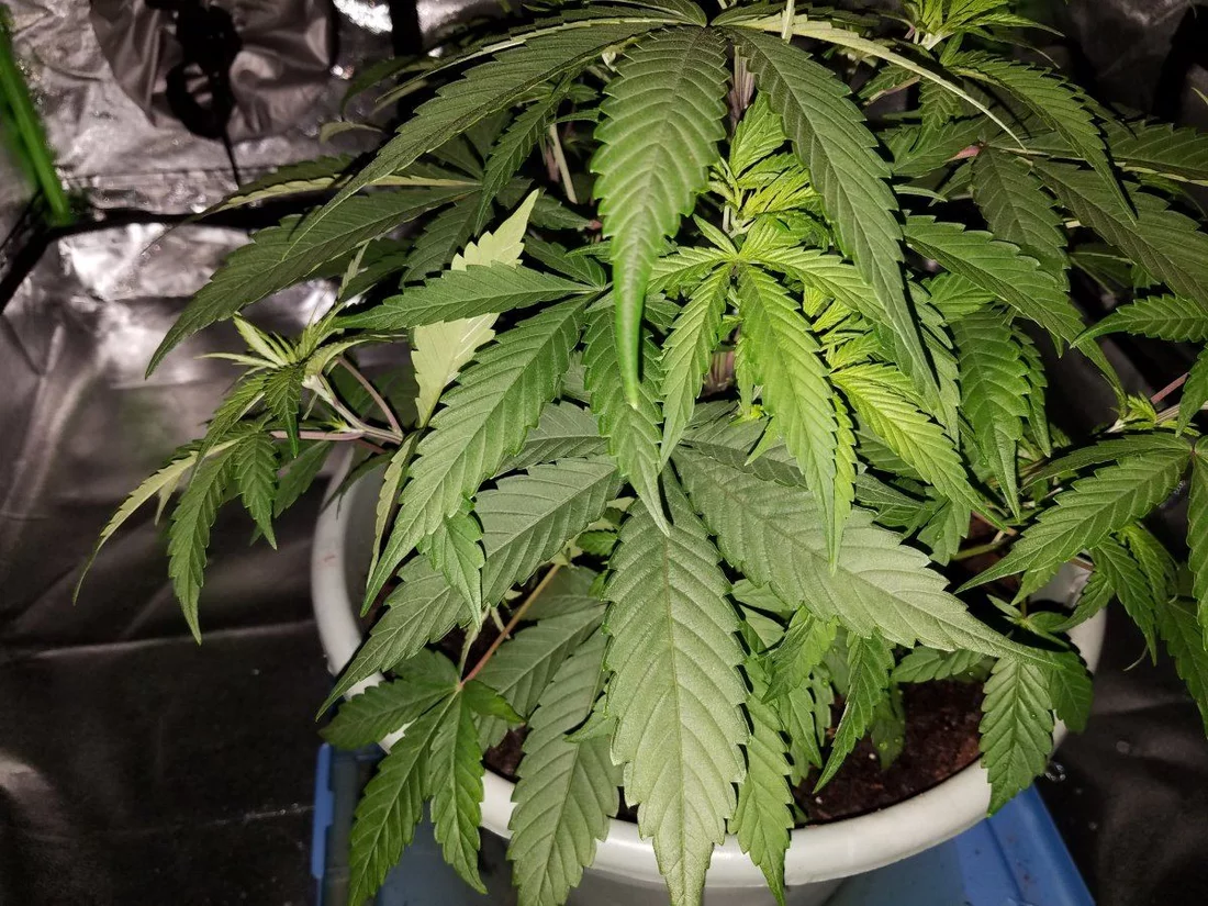First time grower needing some opinions on the state of my plant 2