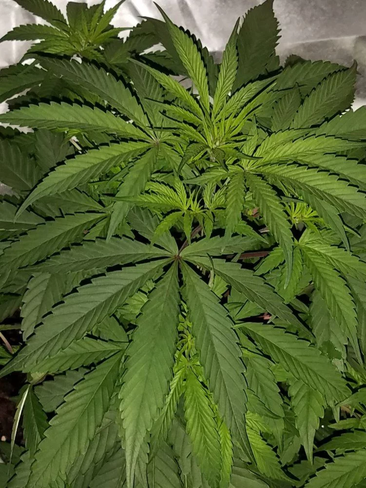 First time grower needing some opinions on the state of my plant 3
