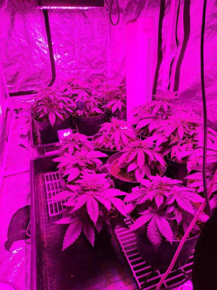 First time grower think i have problems 4