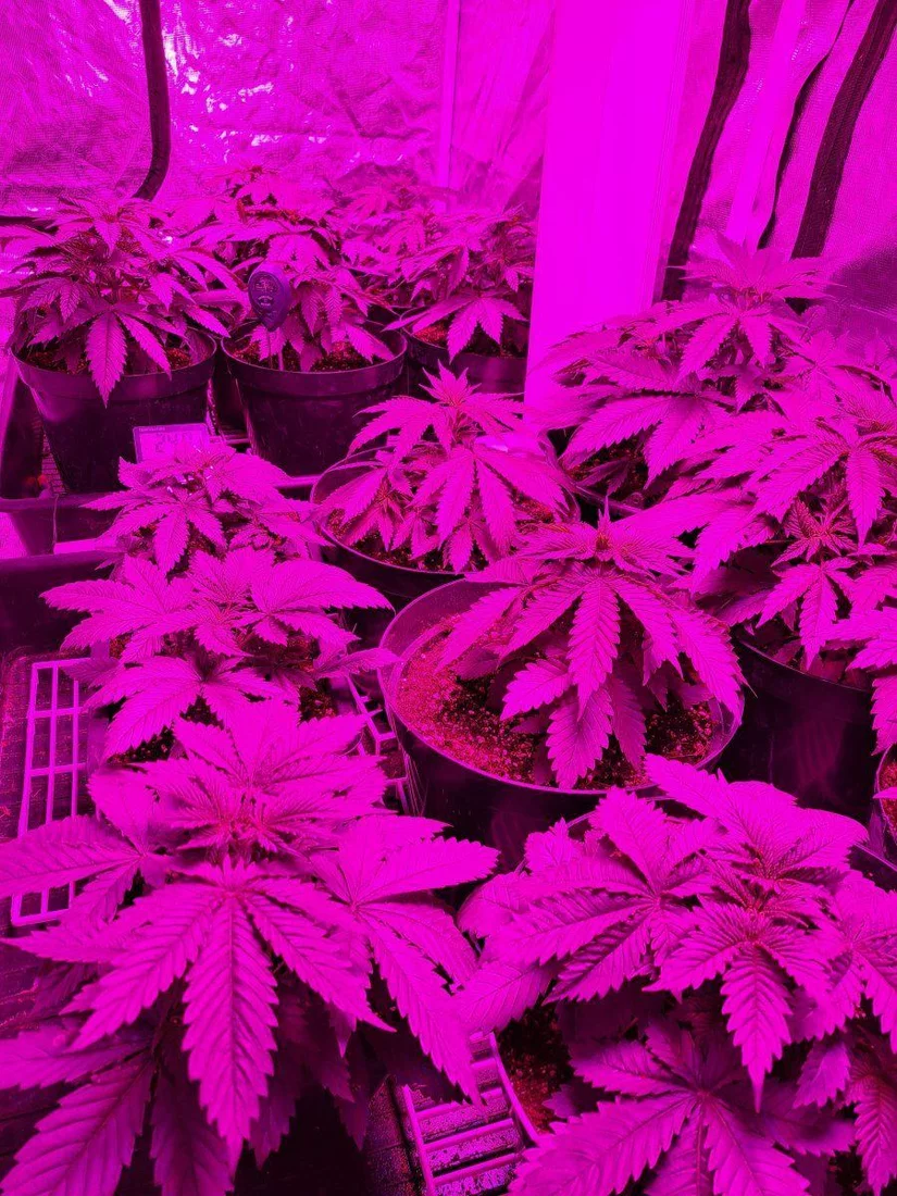 First time grower think i have problems 6
