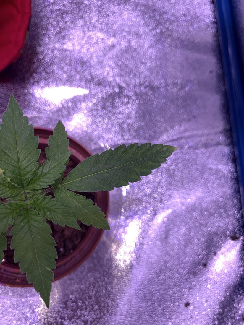 First time grower yellowing leaves 4