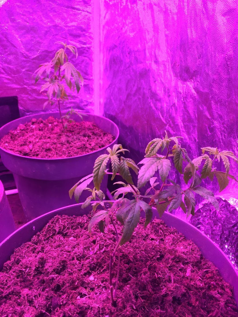 First time growing clones not looking happy 2