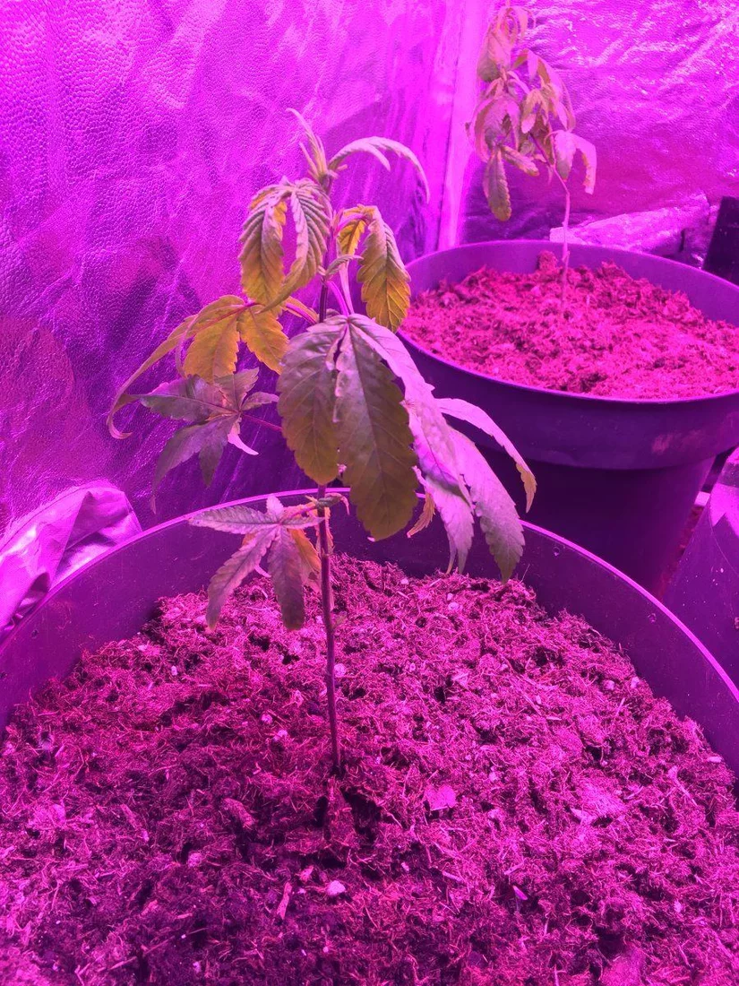 First time growing clones not looking happy