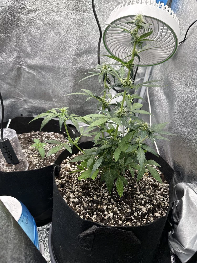 first time growing. do my buds look normal? flowering early since i ...