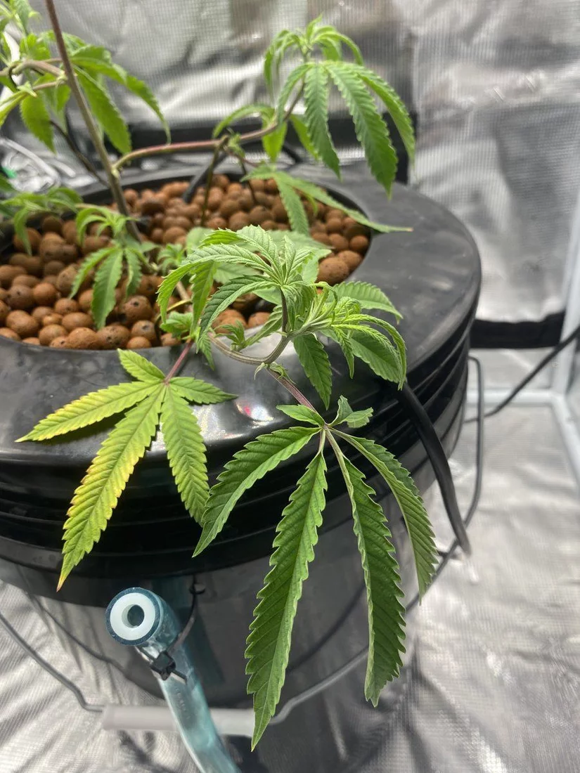 First time growing need help identifying this issue 6