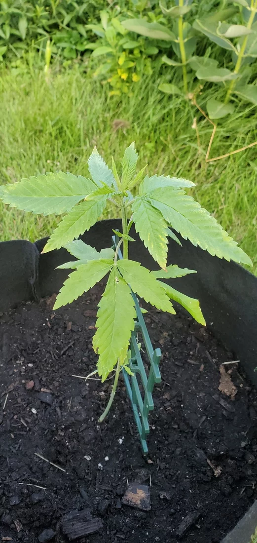 First time growing outdoor plants 4