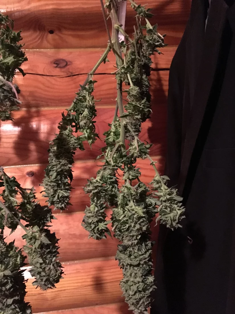 First time harvesting help please