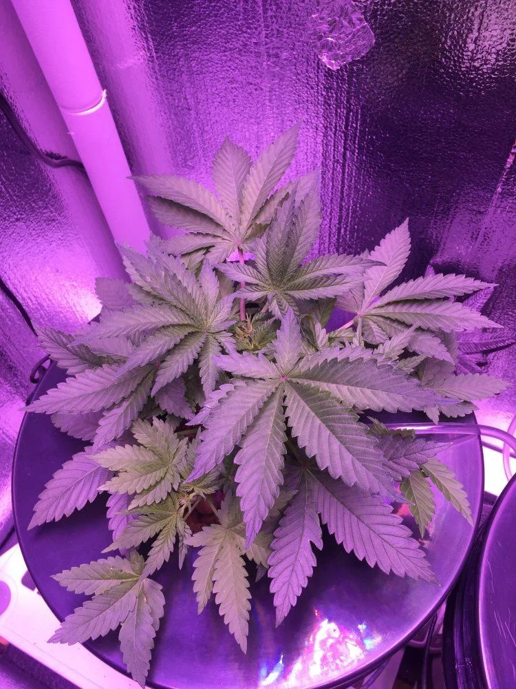 First time hydro grow