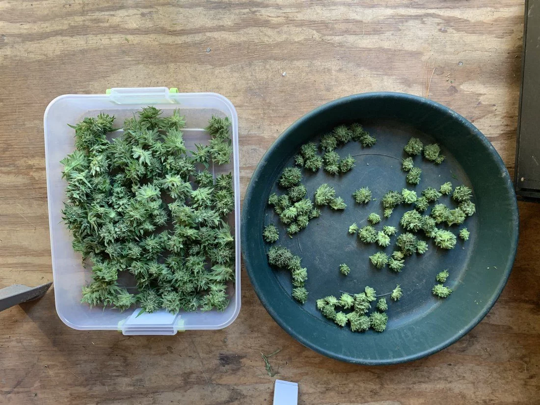 First time user of manual trimming machinecomparison with hand trimming 4