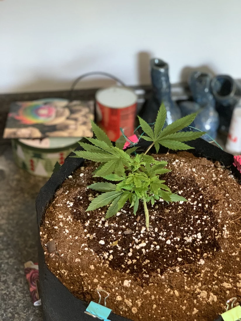 First time using coco coir first grow first hydroponic setup 7