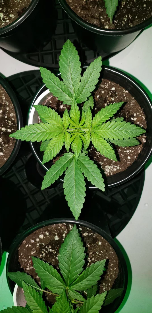 First tlo grow   opinions on overall growth please