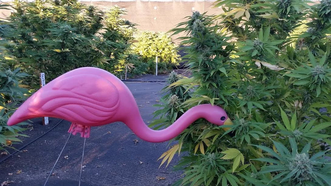 Flamingo2016
