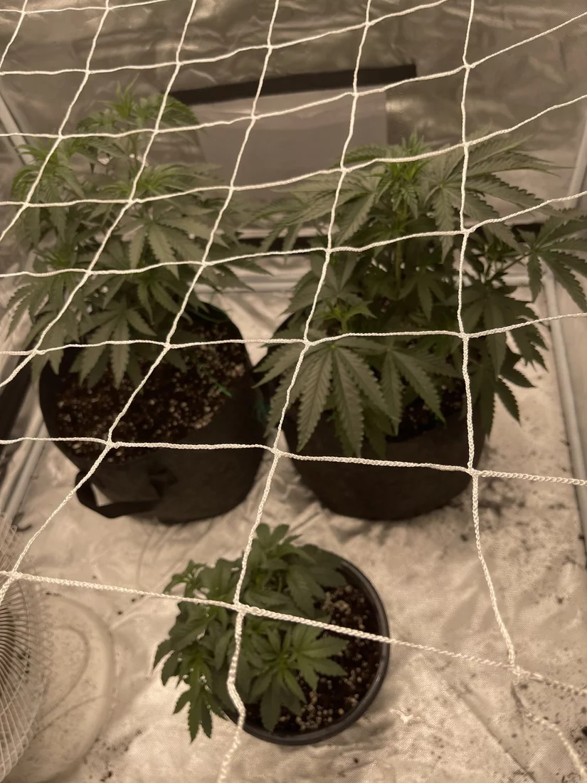 Flipping to flower after 5 weeks of veg