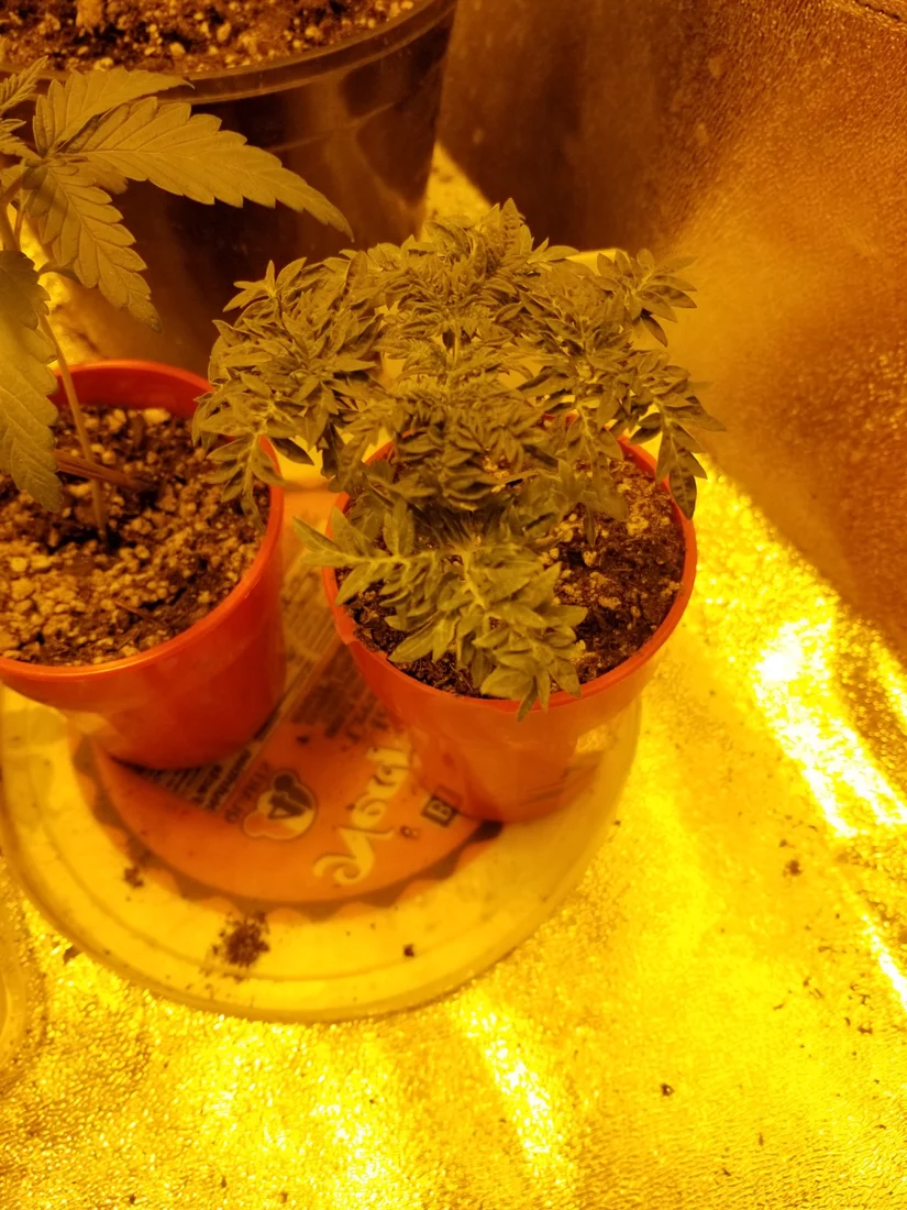 Freakshow and the motherfuckers perpetual grow