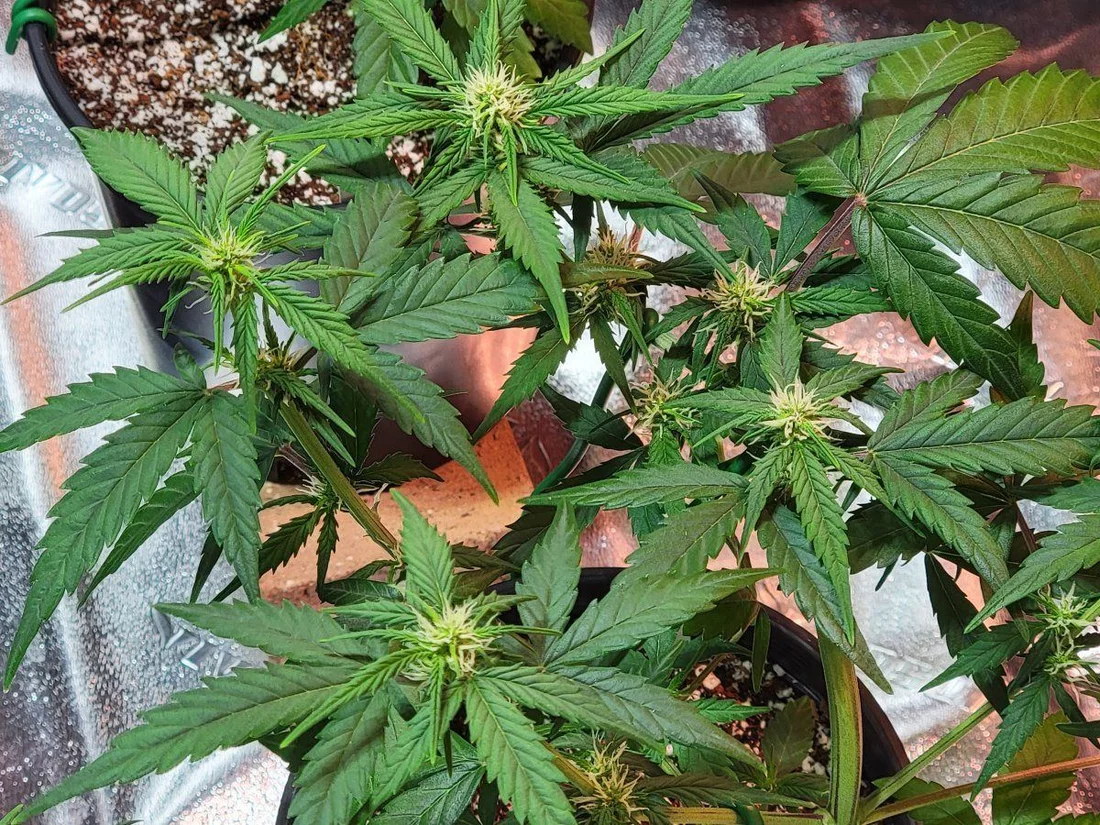 Gelato appear to be flowering but arent any insight