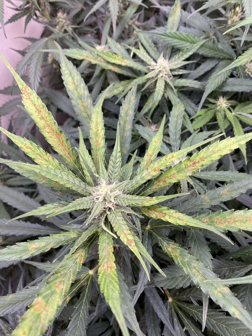 Gelato auto with leaf issue