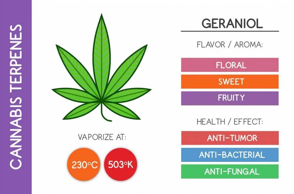 Geraniol cannabis terpene chart
