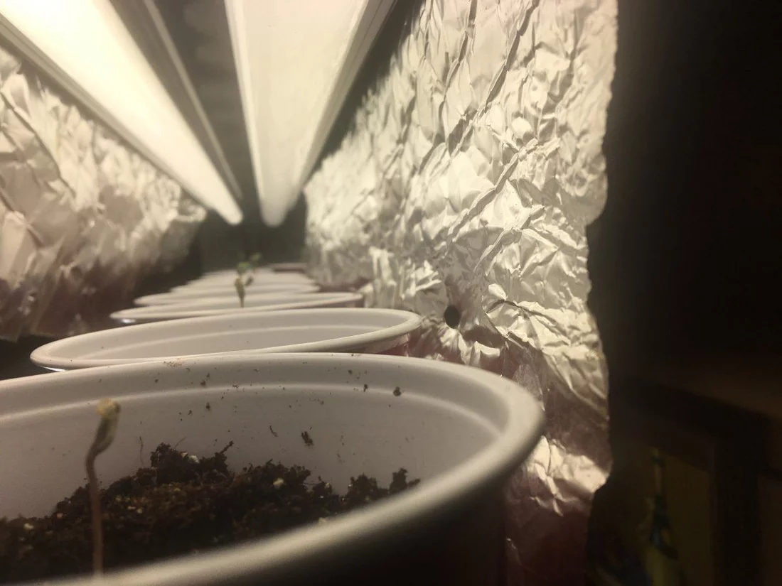 Germinated 25 out of 25 4